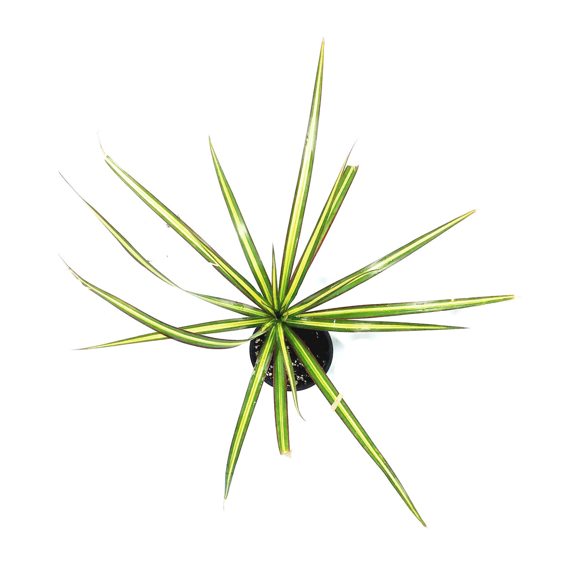 Dracaena, 4in, Kiwi