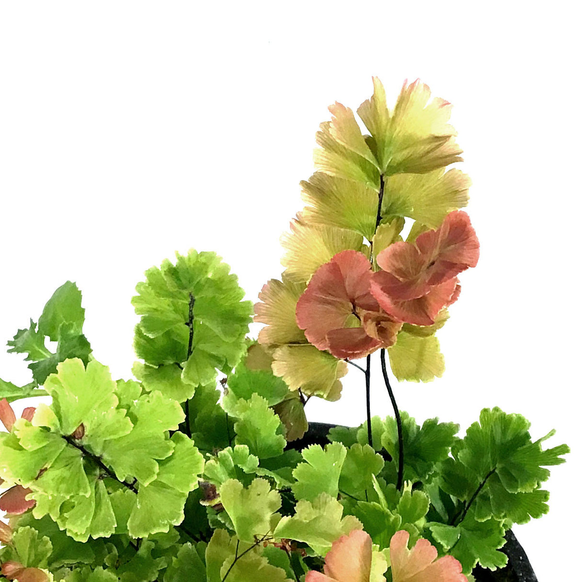 Fern, 4in, Maidenhair Scutum Roseum