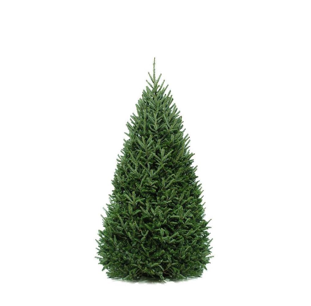Christmas Tree, 6-8ft, Balsam Fir