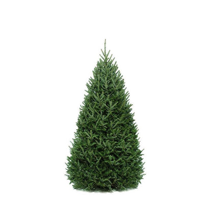 Christmas Tree, 6-8ft, Balsam Fir