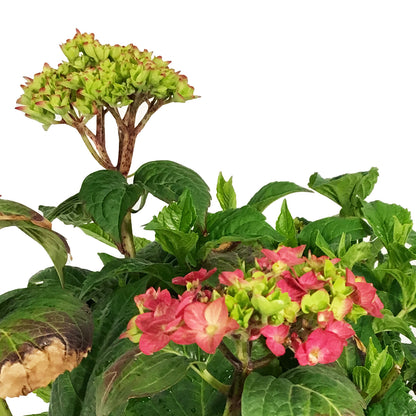 Hydrangea, 2 gal, Endless Summer® Bloomstruck®