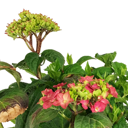 Hydrangea, 2 gal, Endless Summer® Bloomstruck®