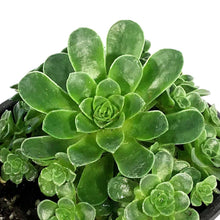 Load image into Gallery viewer, Succulent, 4in, Aeonium Mountain Rose

