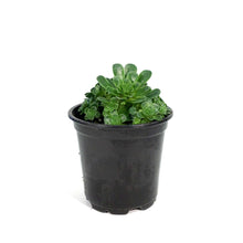Load image into Gallery viewer, Succulent, 4in, Aeonium Mountain Rose
