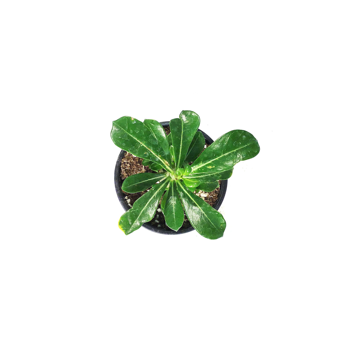 Adenium, 4in, Desert Rose