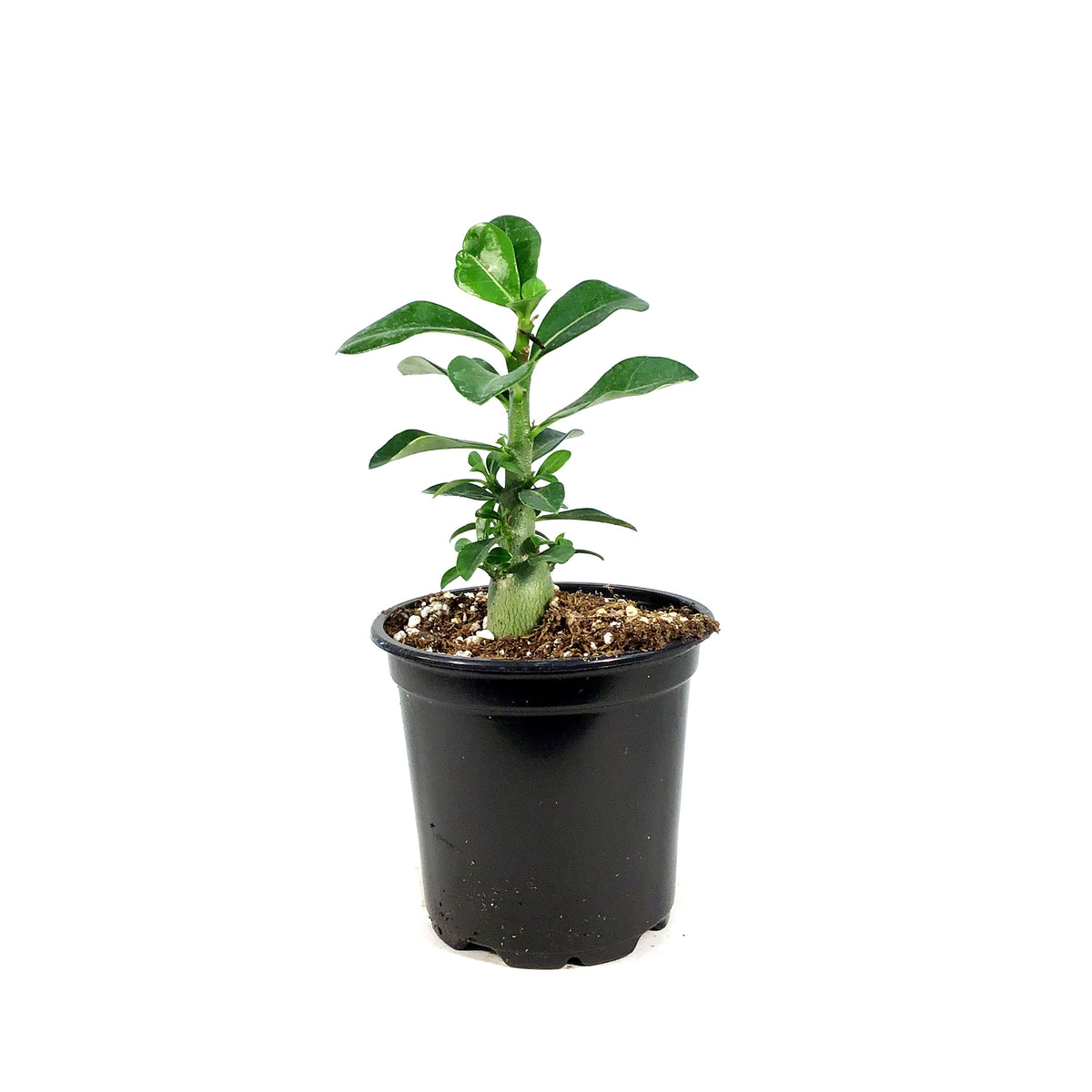 Adenium, 4in, Desert Rose