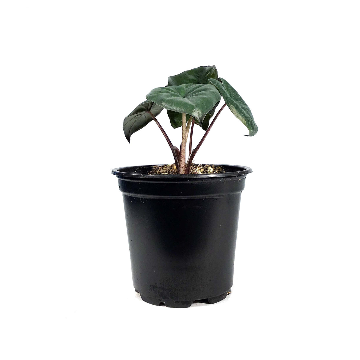 Alocasia, 4in, Yucatan Princess