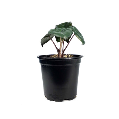 Alocasia, 4in, Yucatan Princess