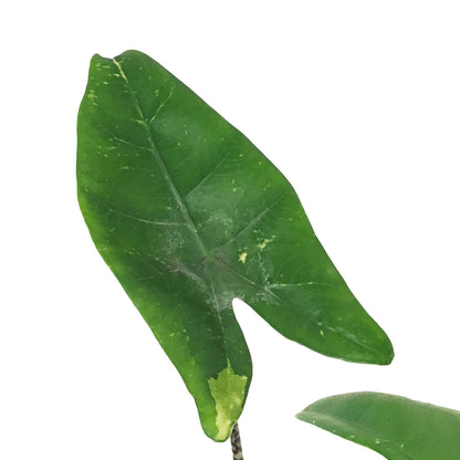 Alocasia, 4in, Zebrina