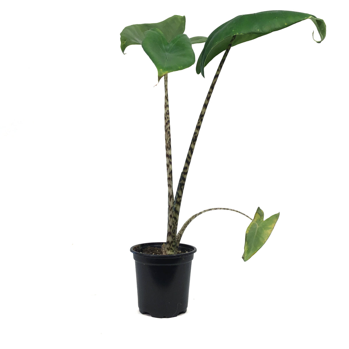 Alocasia, 4in, Zebrina