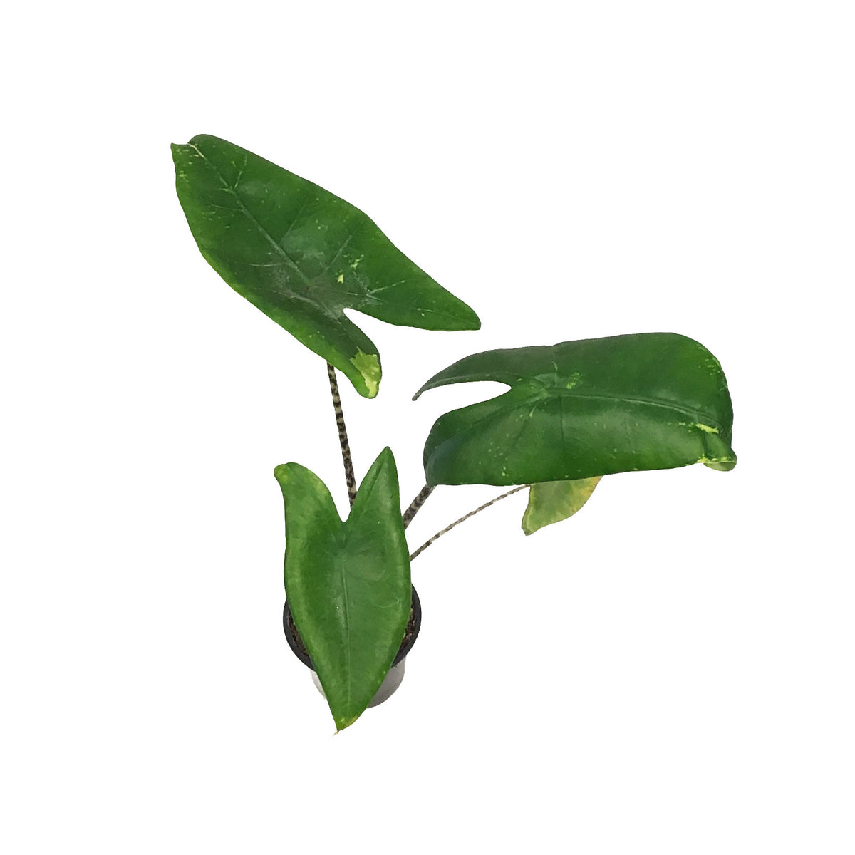 Alocasia, 4in, Zebrina