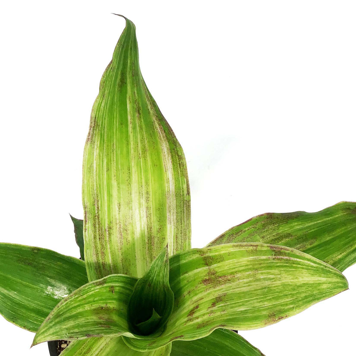 Callisia, 4in, Basket Plant