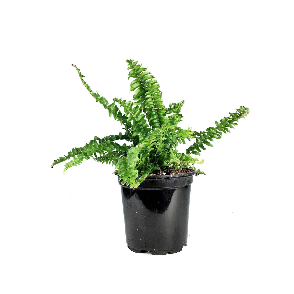 Fern, 4in, Boston Ariane