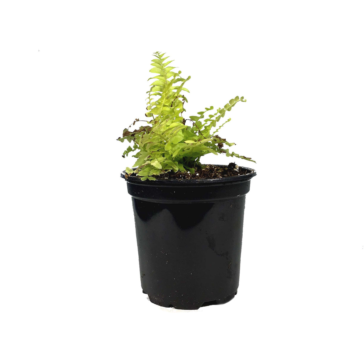 Fern, 4in, Boston Blonde