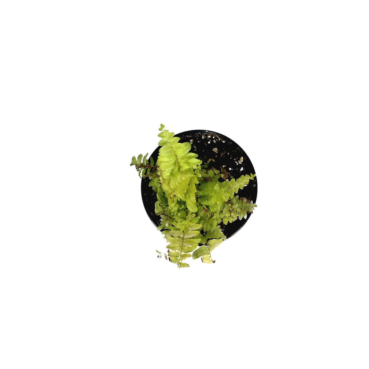 Fern, 4in, Boston Blonde