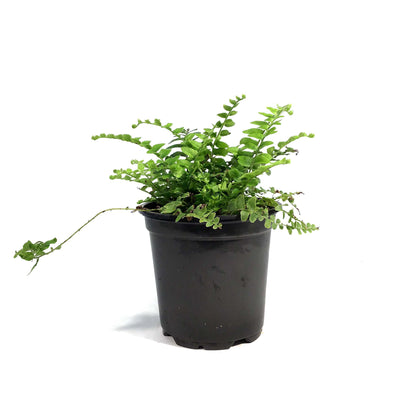 Fern, 4in, Boston Nevada