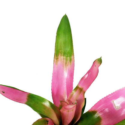 Bromeliad, 4in, Cotton Candy