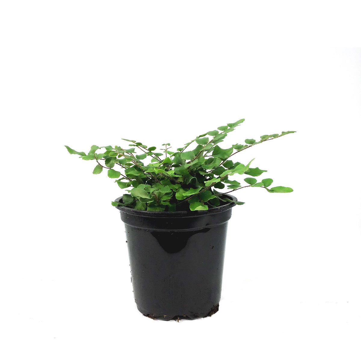 Fern, 4in, Button Pallaea
