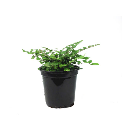 Fern, 4in, Button Pallaea