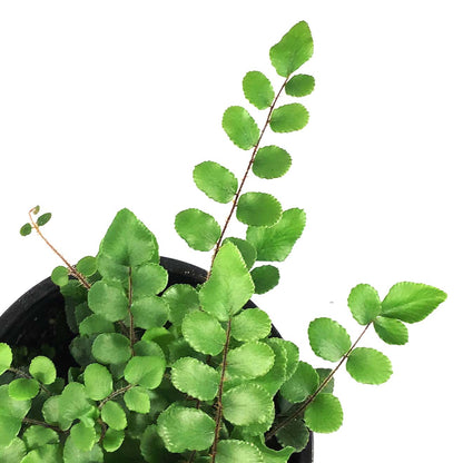 Fern, 4in, Button Pallaea