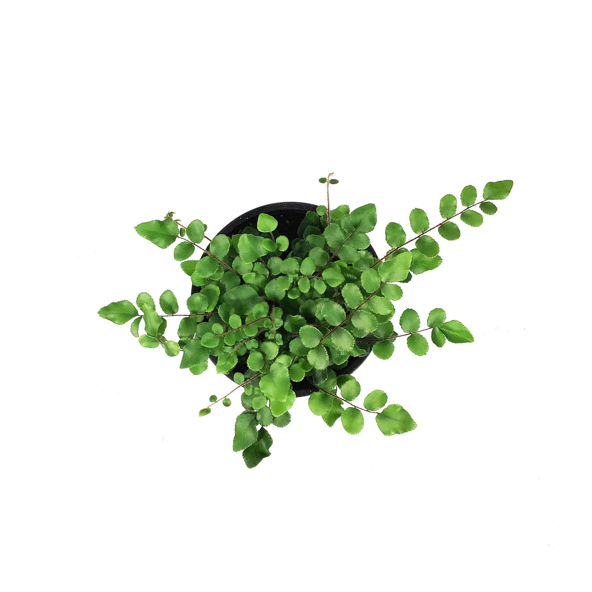 Fern, 4in, Button Pallaea