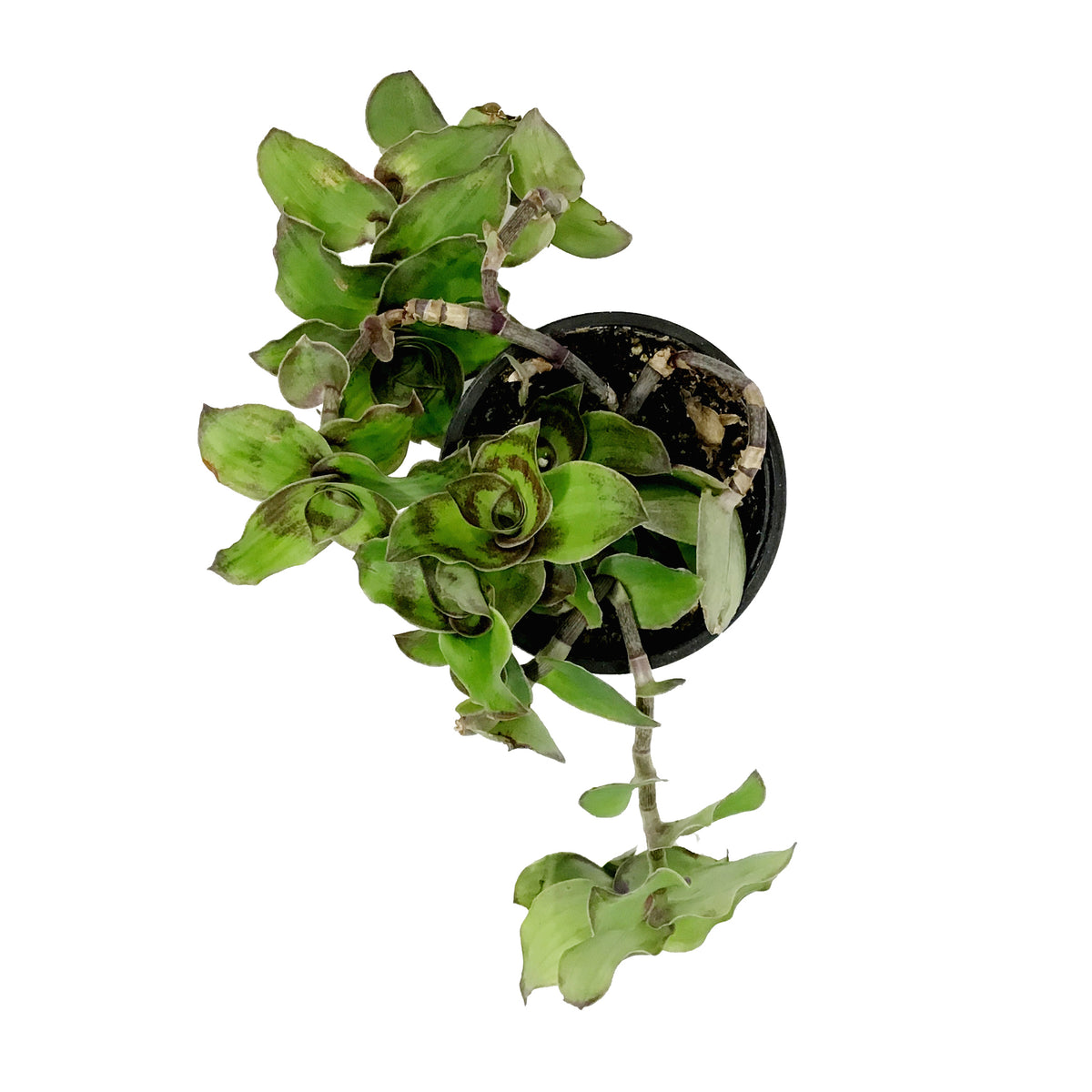 Callisia, 4in,  Soconuscensis Dragon Tail