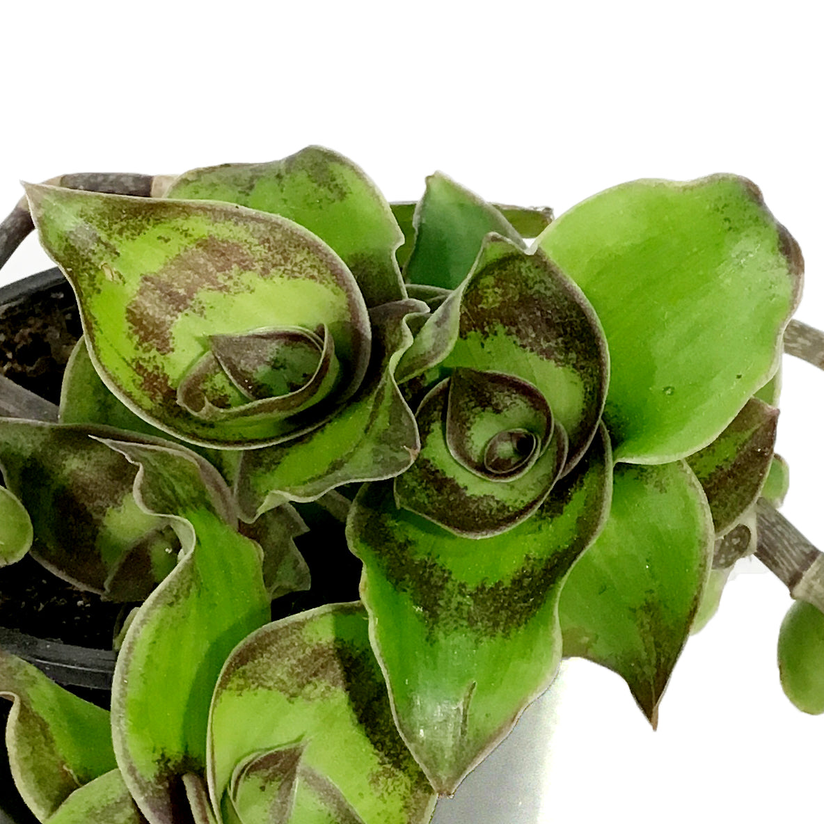Callisia, 4in,  Soconuscensis Dragon Tail