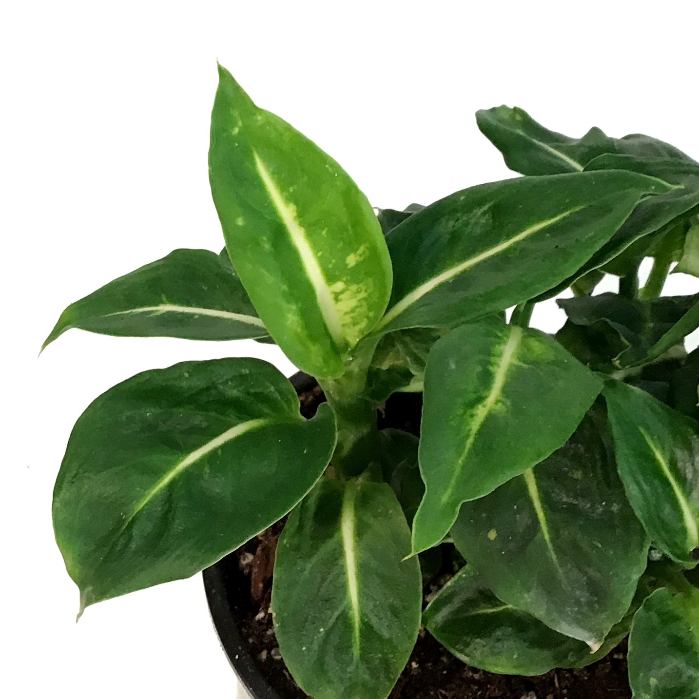 Dieffenbachia, 4in, Sublime – Floral Acres Greenhouse & Garden Centre