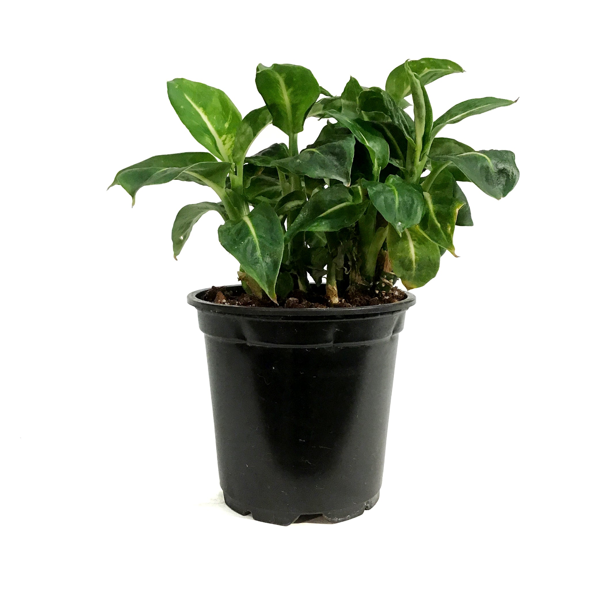 dieffenbachia sublime care Dieffenbachia, 4in, Sublime – Floral Acres Greenhouse & Garden Centre