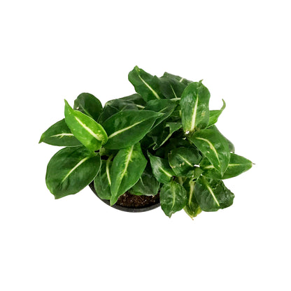 Dieffenbachia, 4in, Sublime