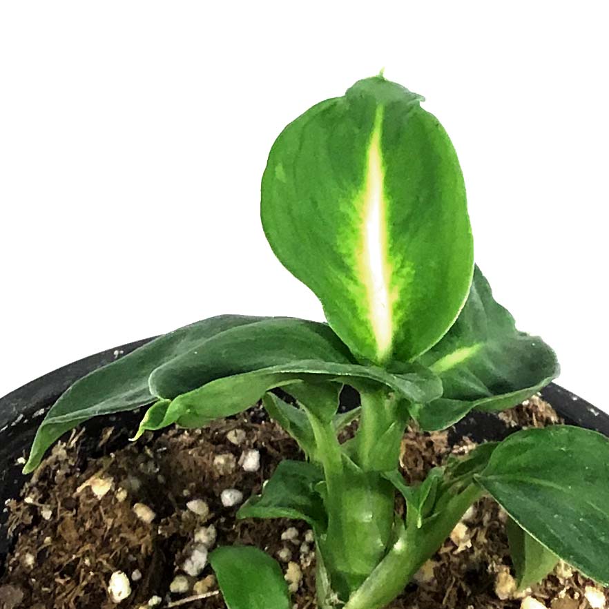 dieffenbachia summer style Dieffenbachia, 4in, Summer Style – Floral Acres Greenhouse & Garden Centre