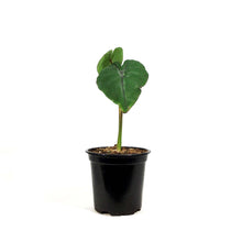 Load image into Gallery viewer, Colocasia, 4in, Royal Hawaiian® Diamond Head
