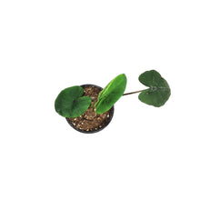 Load image into Gallery viewer, Colocasia, 4in, Royal Hawaiian® Diamond Head
