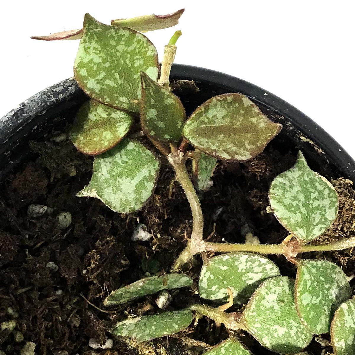 Hoya, 4in, Curtisii