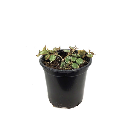 Hoya, 4in, Curtisii