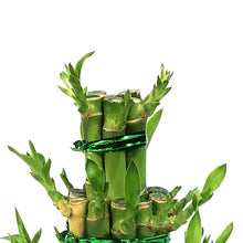 Load image into Gallery viewer, Bamboo Planter, Lucky Pagoda, 3-Tier, 5in
