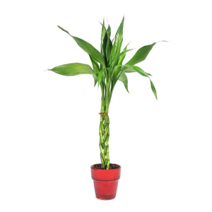 Lucky Bamboo, 2in, Twist in Red Glass Pot
