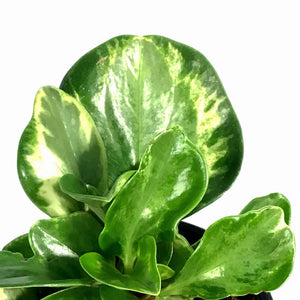 Peperomia, 4in, Obtusifolia Golden Gate