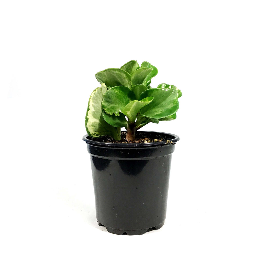 Peperomia, 4in, Obtusifolia Golden Gate