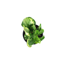 Load image into Gallery viewer, Peperomia, 4in, Obtusifolia Golden Gate
