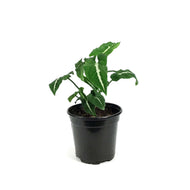 Syngonium, 4in, Wendlandii