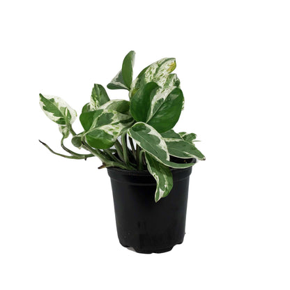 Pothos, 4in, Pearls & Jade