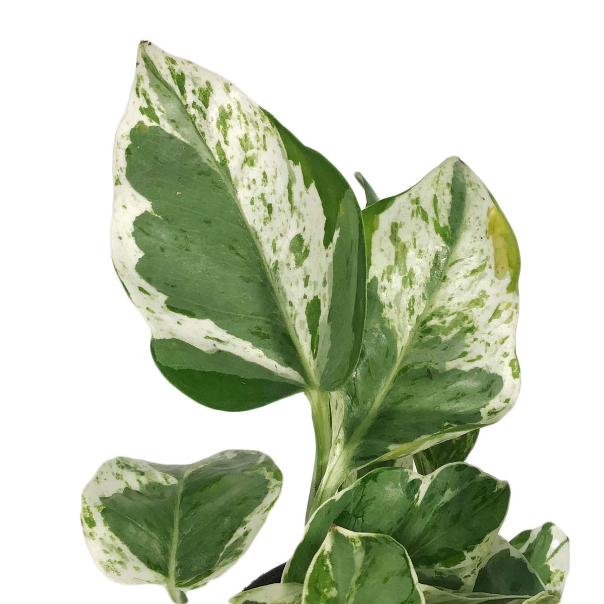 Pothos, 4in, Pearls & Jade