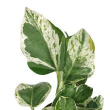 Load image into Gallery viewer, Pothos, 4in, Pearls &amp; Jade
