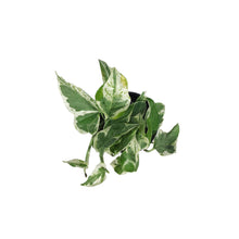 Load image into Gallery viewer, Pothos, 4in, Pearls &amp; Jade
