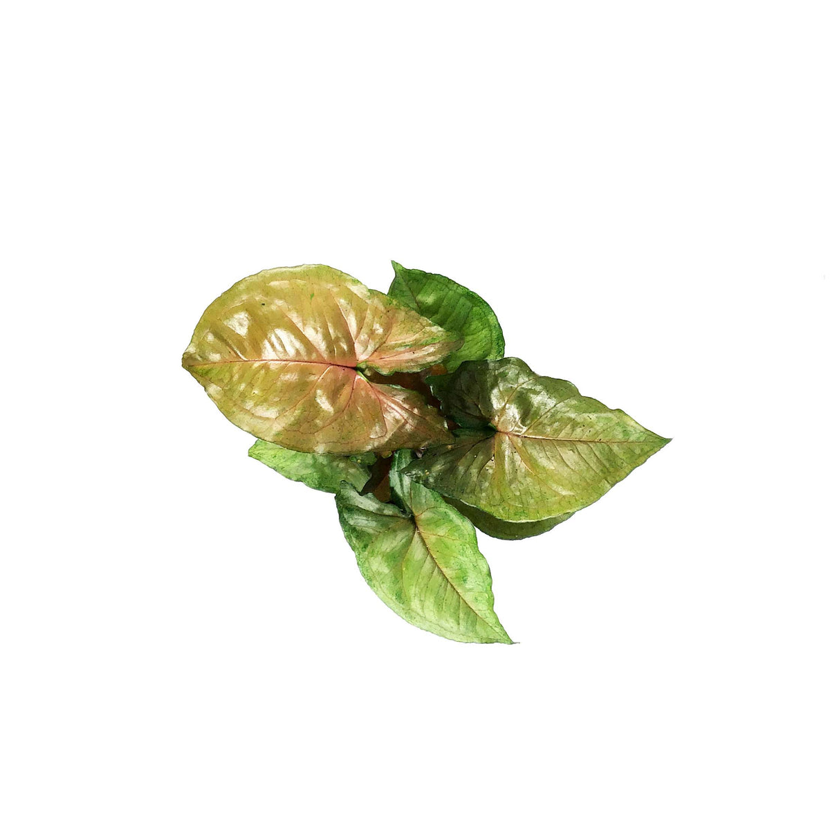 Syngonium, 4in, Mango Illusion