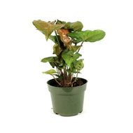 Syngonium, 4in, Mango Illusion