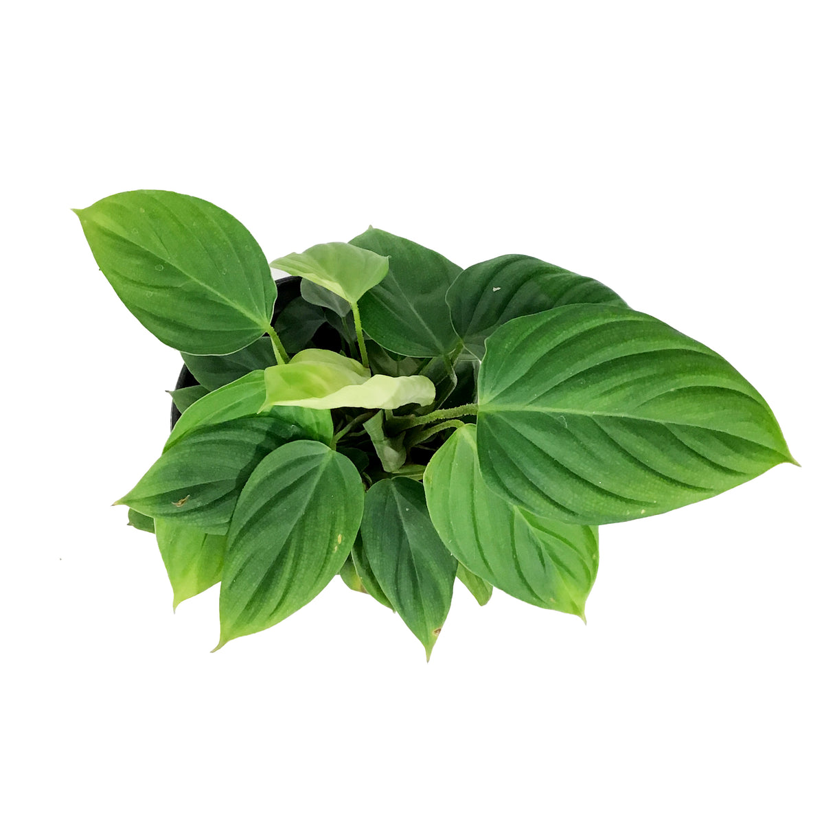 Philodendron, 6in, Fuzzy Petiole