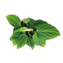 Load image into Gallery viewer, Philodendron, 6in, Fuzzy Petiole
