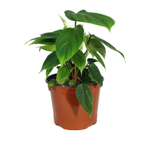 Philodendron, 6in, Fuzzy Petiole